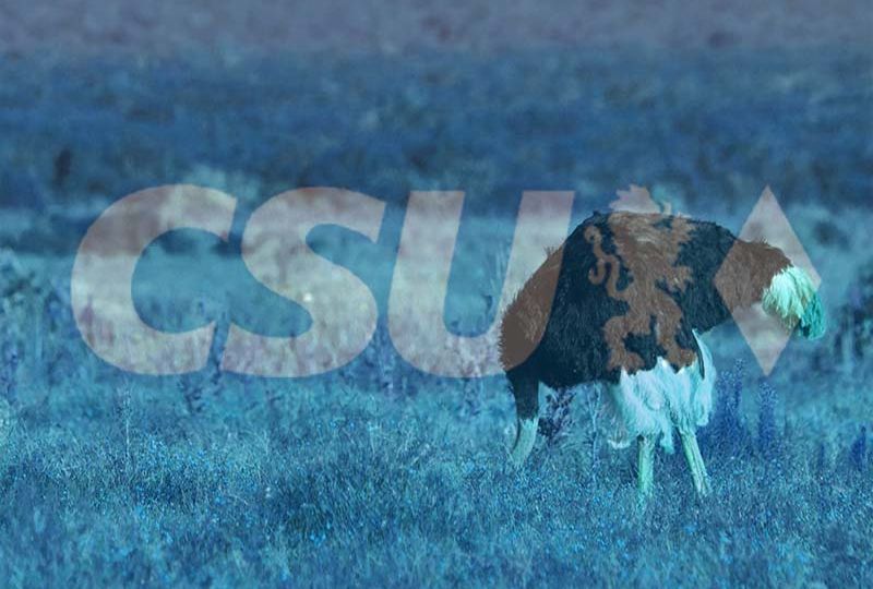 csu