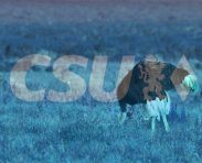 csu