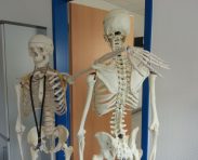 karinkarin-skeleton-645528