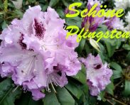 Pfingsten